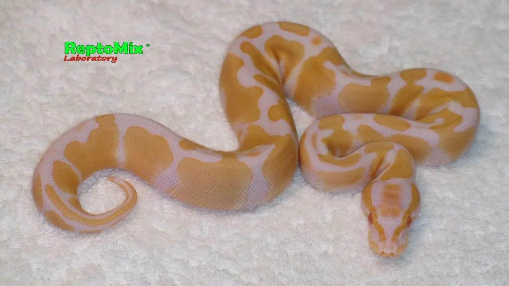Python regius Albino Het. Axanthic VPI малыш