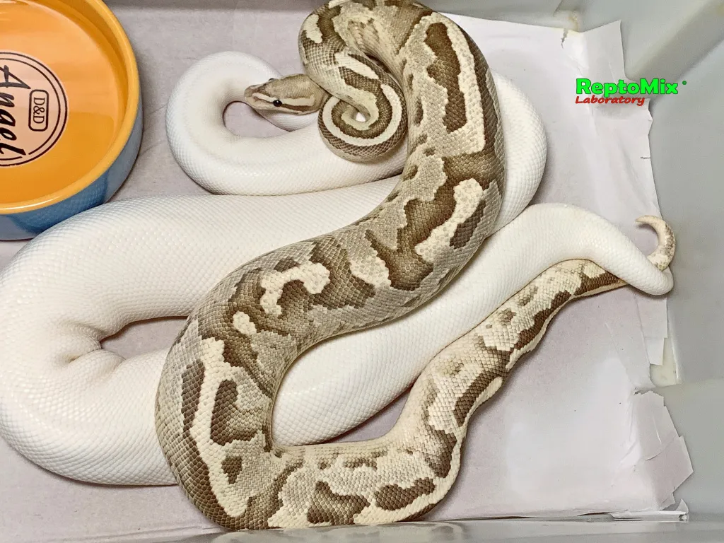 python regius mix color karališkasis pitonas Images... Хроники питомника 2021 (+18) .Продолжаются спаривания королевских ...