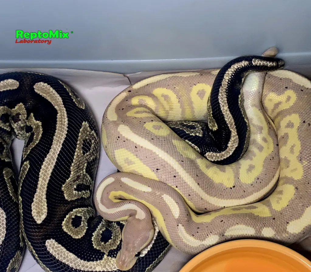python regius mix color karališkasis pitonas Images... Хроники питомника 2021 (+18) .Продолжаются спаривания королевских ...