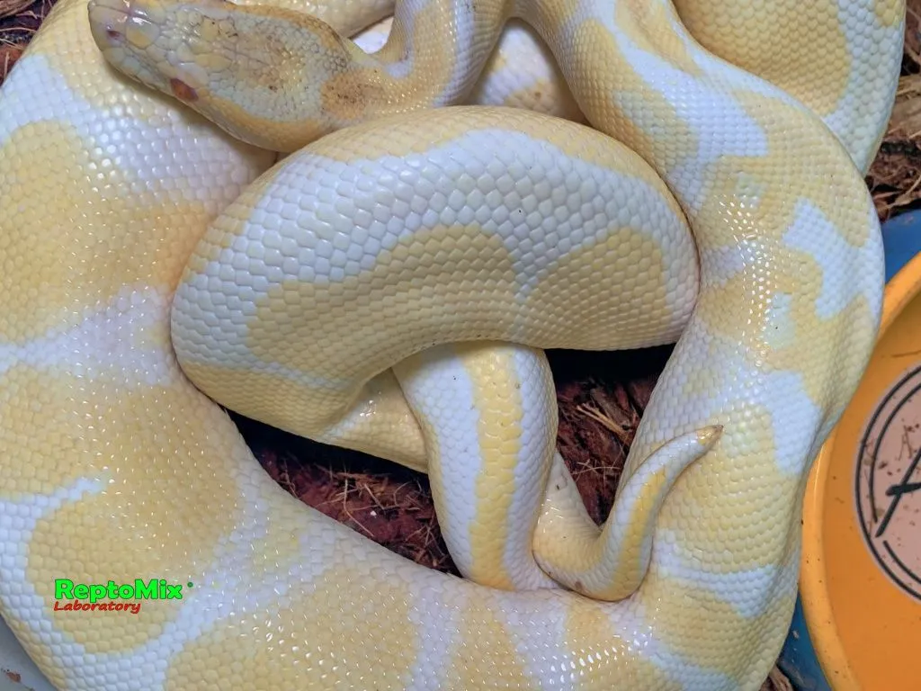 python regius mix color karališkasis pitonas Images... Хроники питомника 2021 (+18) .Продолжаются спаривания королевских ...