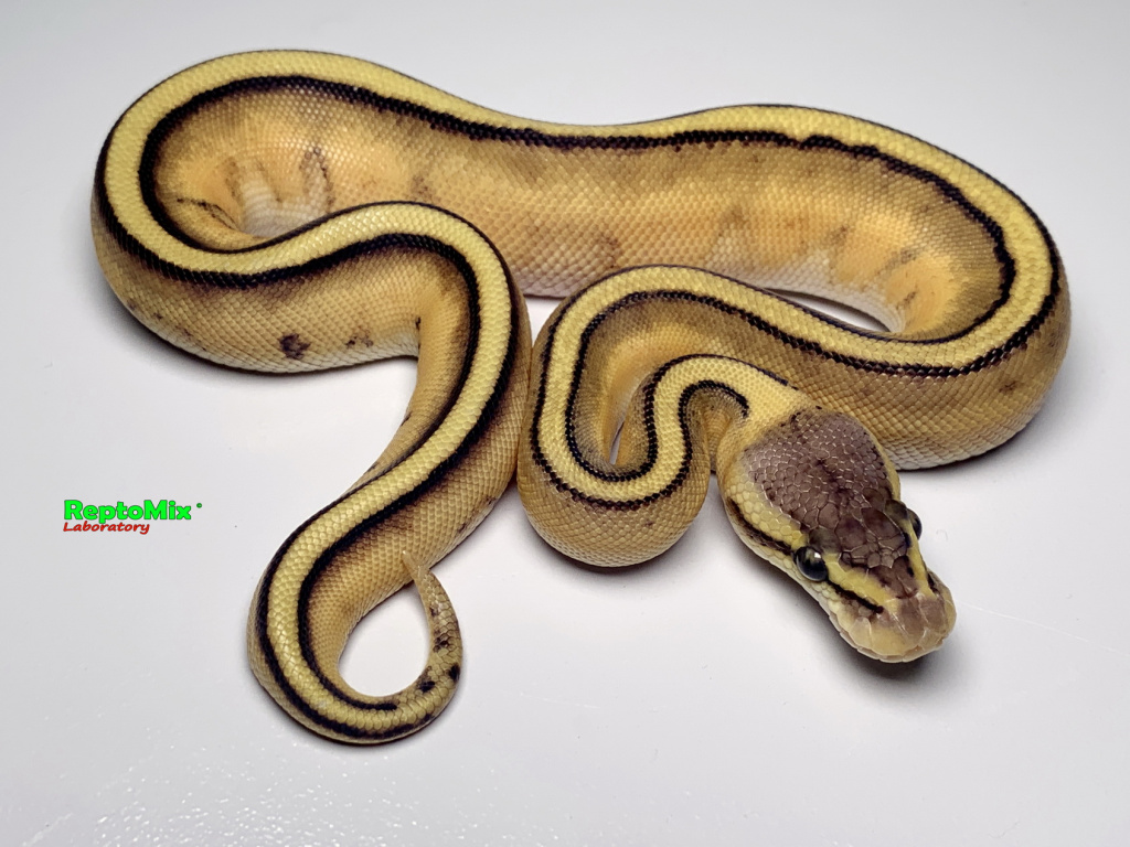 Python regius Super Pastel, Genetic Stripe